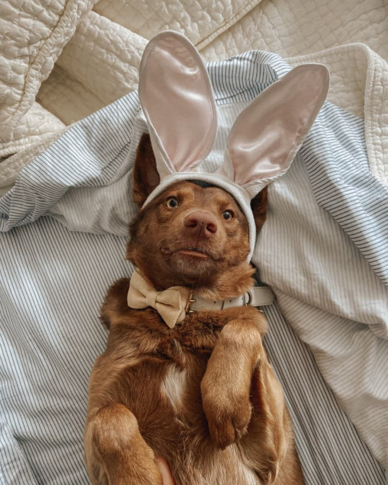 Brown doodle wearing a bow tie and bunny ears