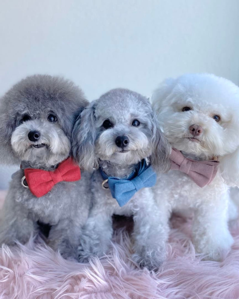 Three small poodles wearing red, pink and blue bow ties together