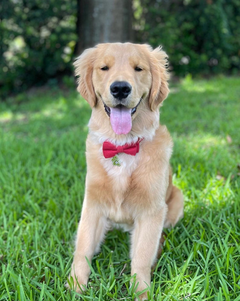Golden retriever puppy in a red bow tie sitting on green grass