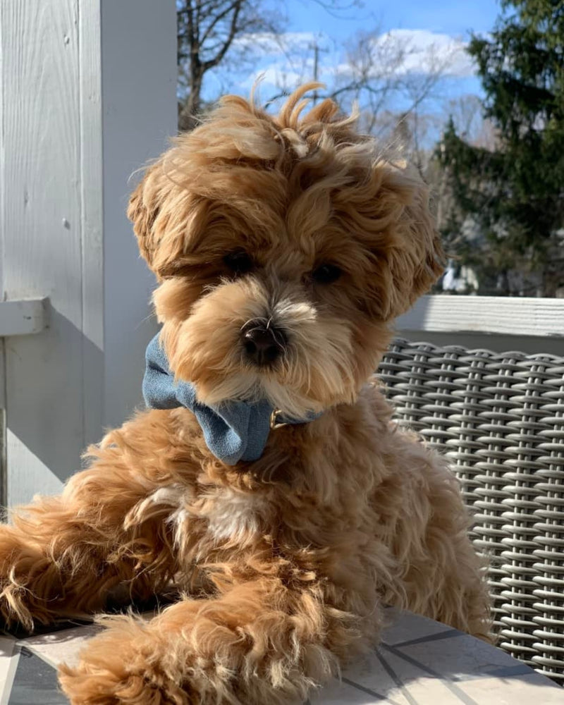 Apricot golden doodle wearing a stone blue bow tie outdoors