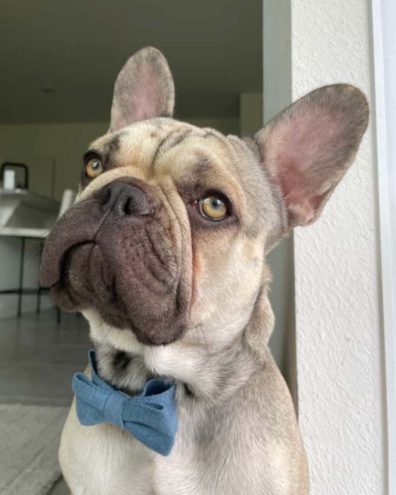 Fawn French bulldog wearing a stone blue bow tie