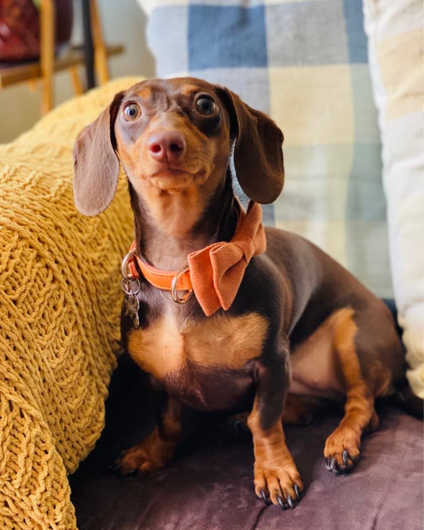 Chocolate and tan dachshund wearing an orange bow tie on a matching orange collar, sitting on a couch