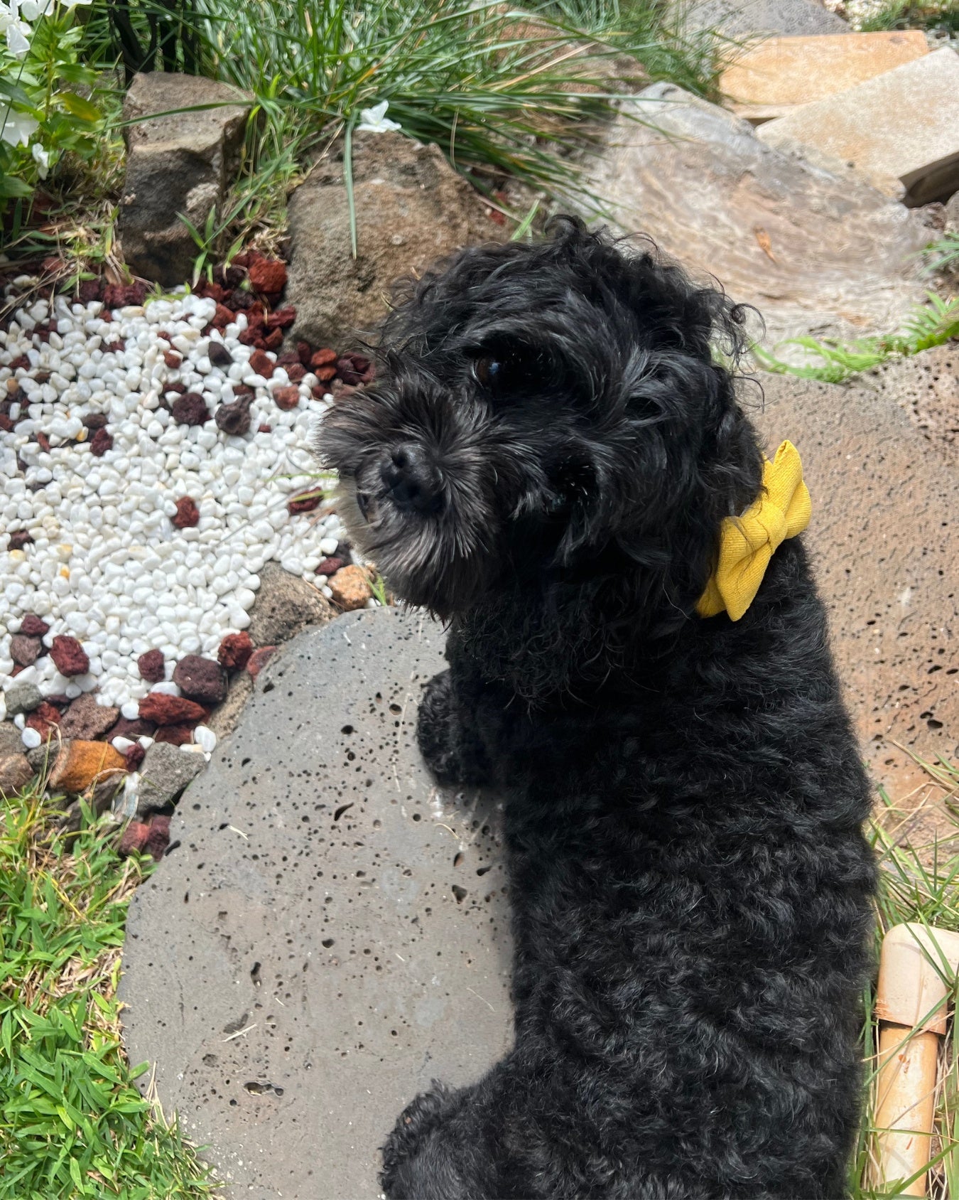  Black poodle wearing a yellow bow tie outdoors