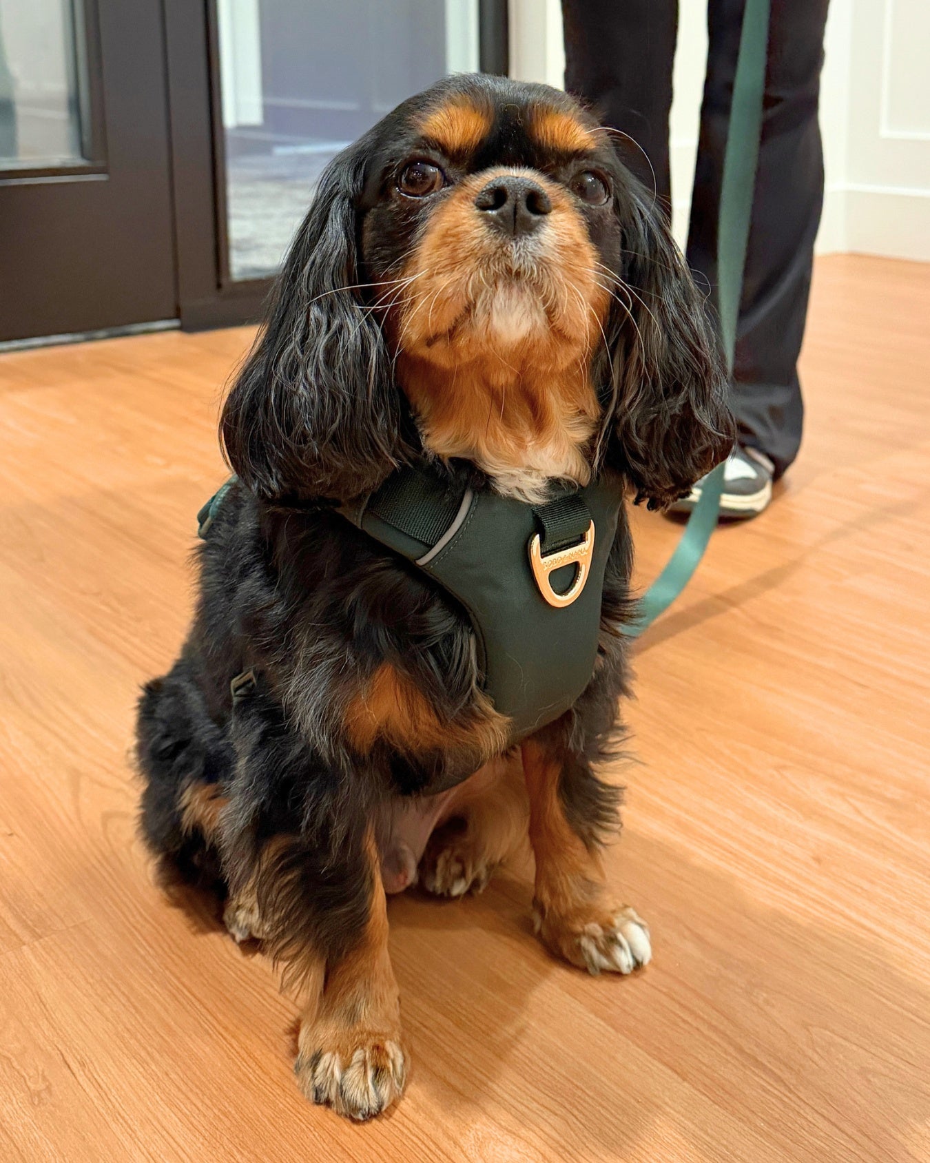 Cavalier King Charles Spaniel wearing a forest green harness, sitting on a wood floor