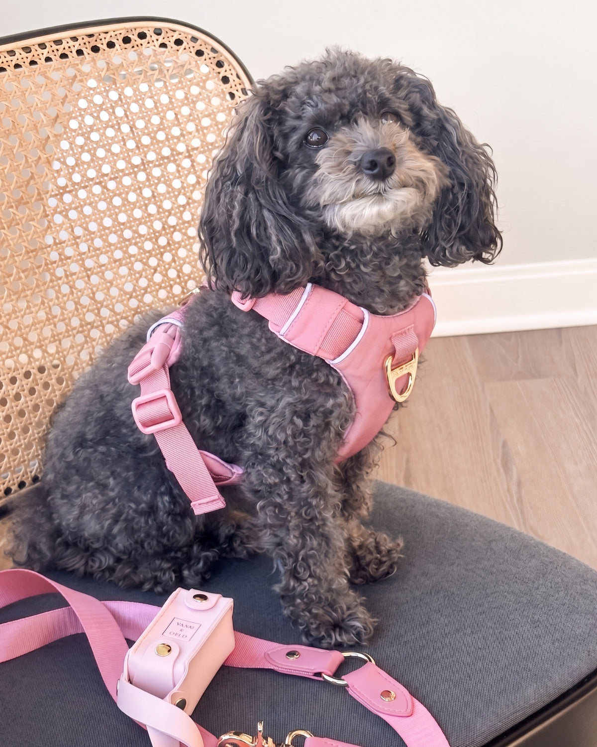 Customer photo of a dog wearing the Baby Pink harness and crossbody leash set