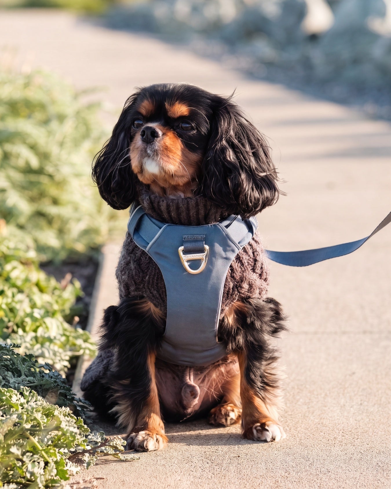 Black and tan Cavalier King Charles Spaniel in a Stone Blue harness and matching leash, sitting outdoors