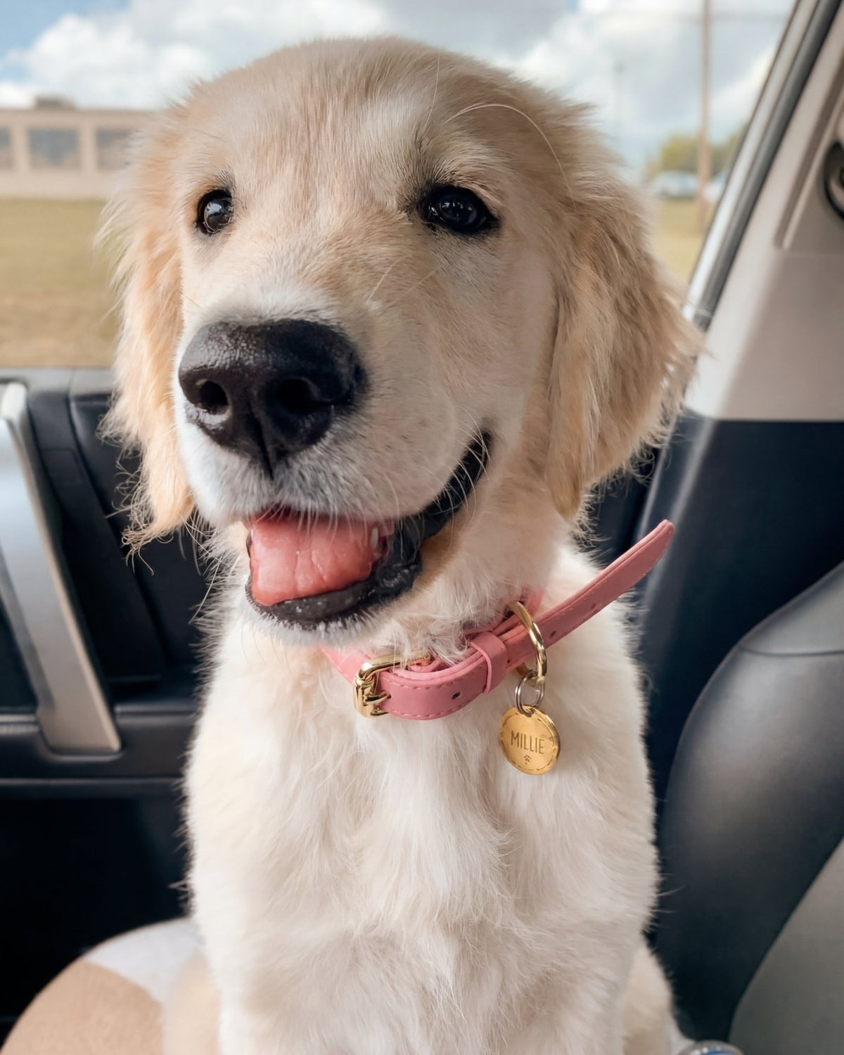 Dog with a pink collar sitting in a car