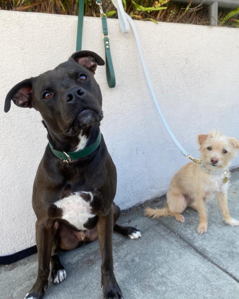 Black dog in a Forest Green collar beside a small cream puppy on a leash

