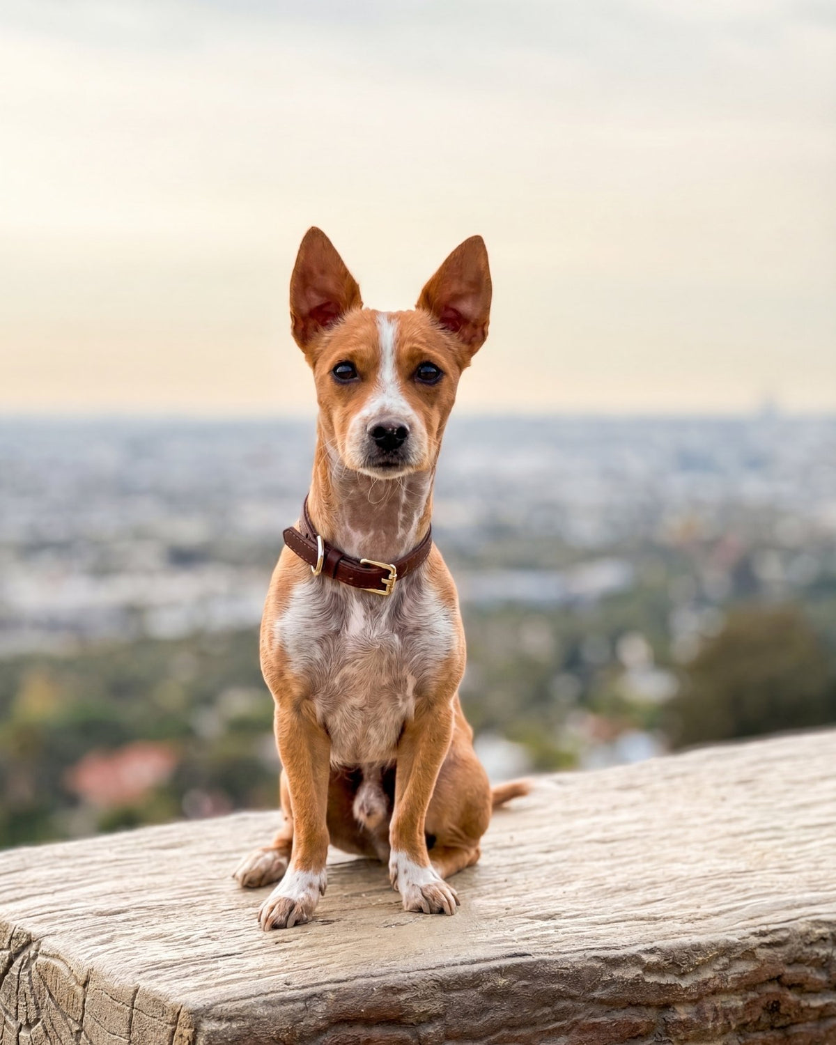 Dog wearing a chocolate brown collar sitting on a log with a cityscape in the background