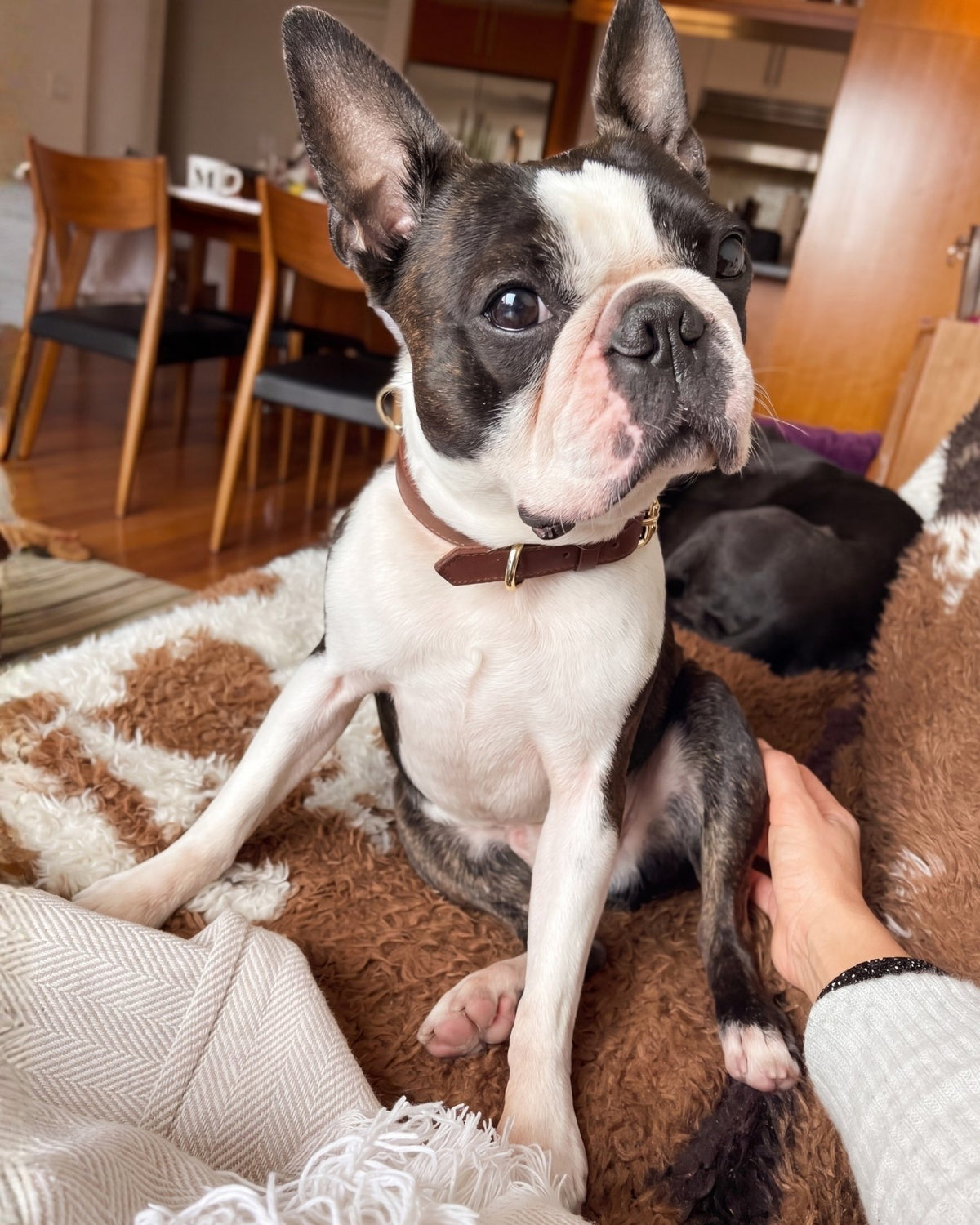 Boston Terrier dog wearing a Chocolate Brown collar sitting on a person's lap with a blurred indoor background