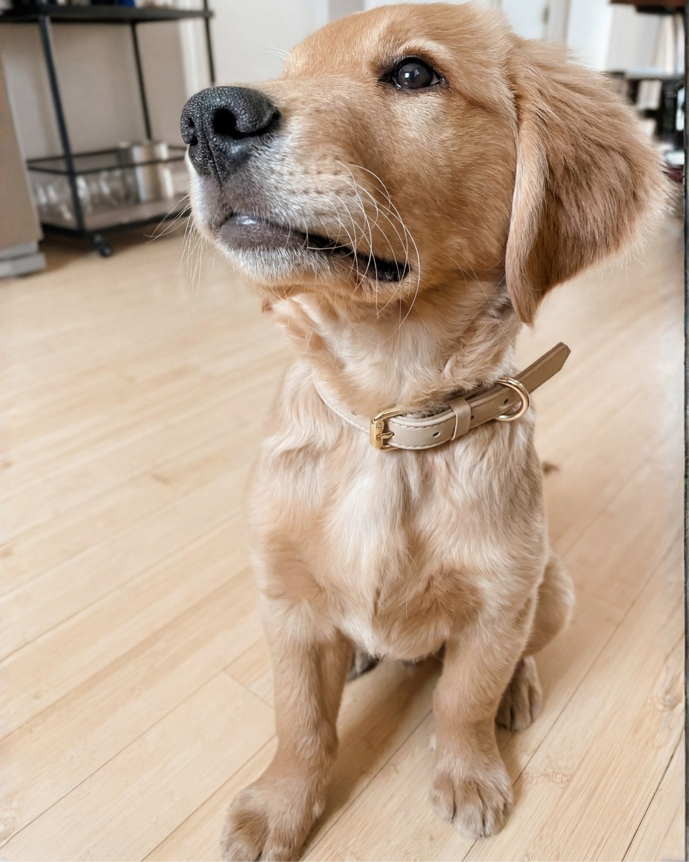 Dog sitting on a wooden floor wearing a cream beige collar