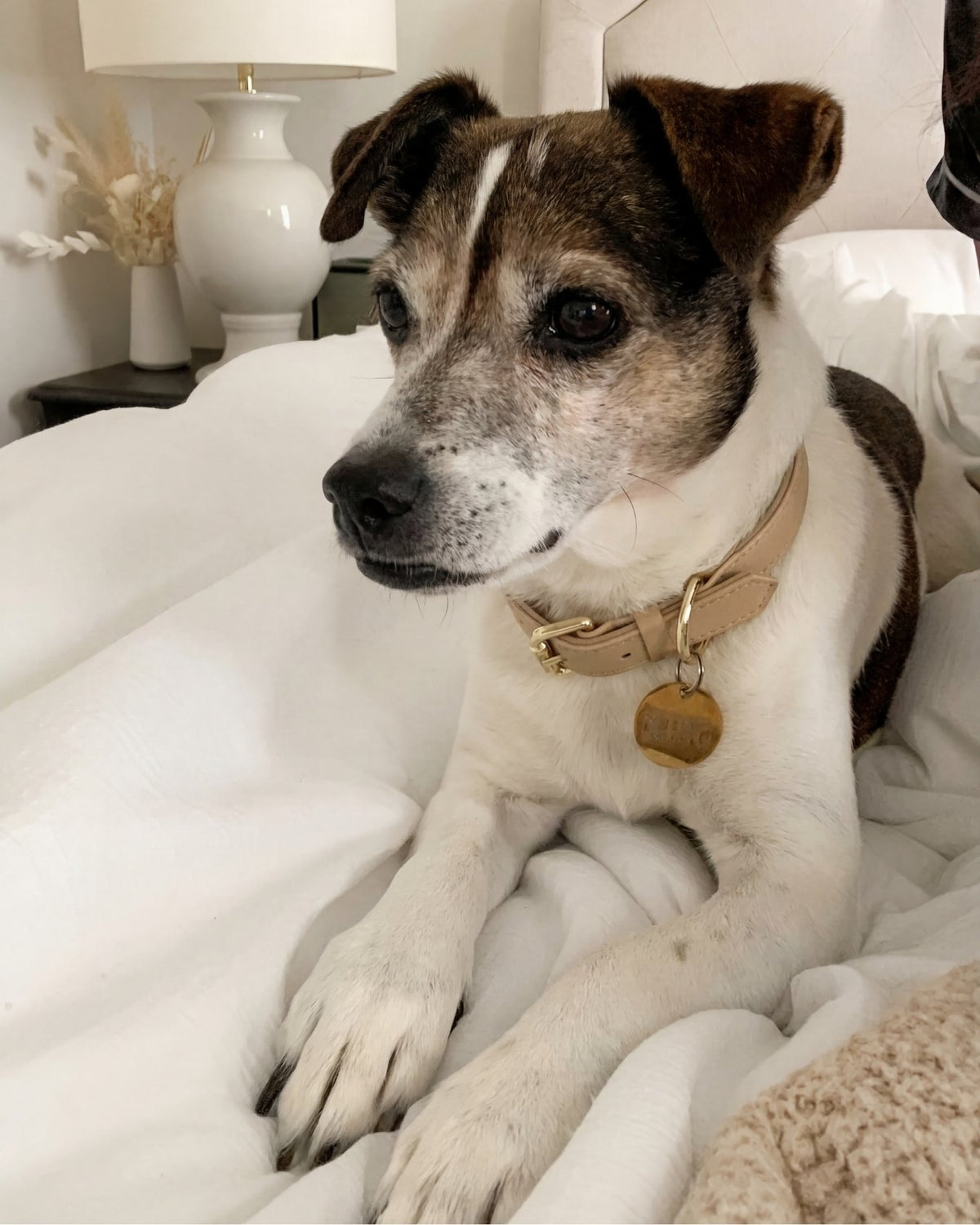Dog lying on a bed wearing a Cream Beige collar with a tag