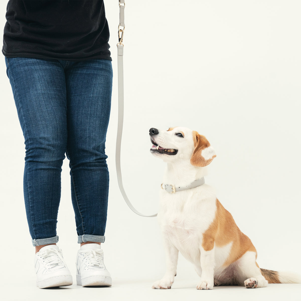 Dog wearing the Pearl Gray collar with the matching Classic Leash