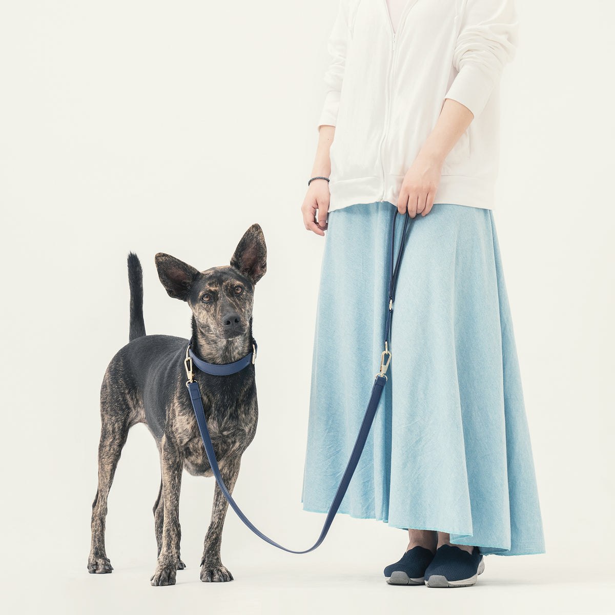 Dog wearing the Midnight Blue collar with the matching Classic Leash