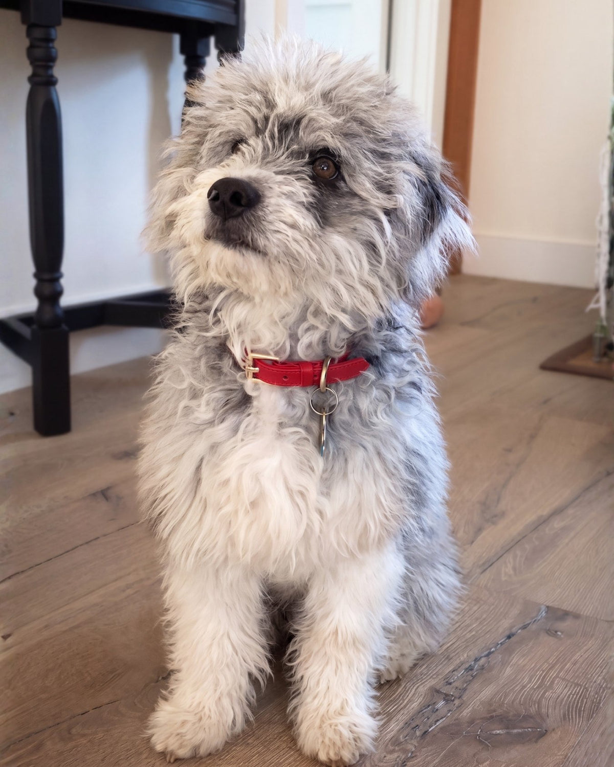 Fluffy dog with a Flame Red collar sitting on a wooden floor.