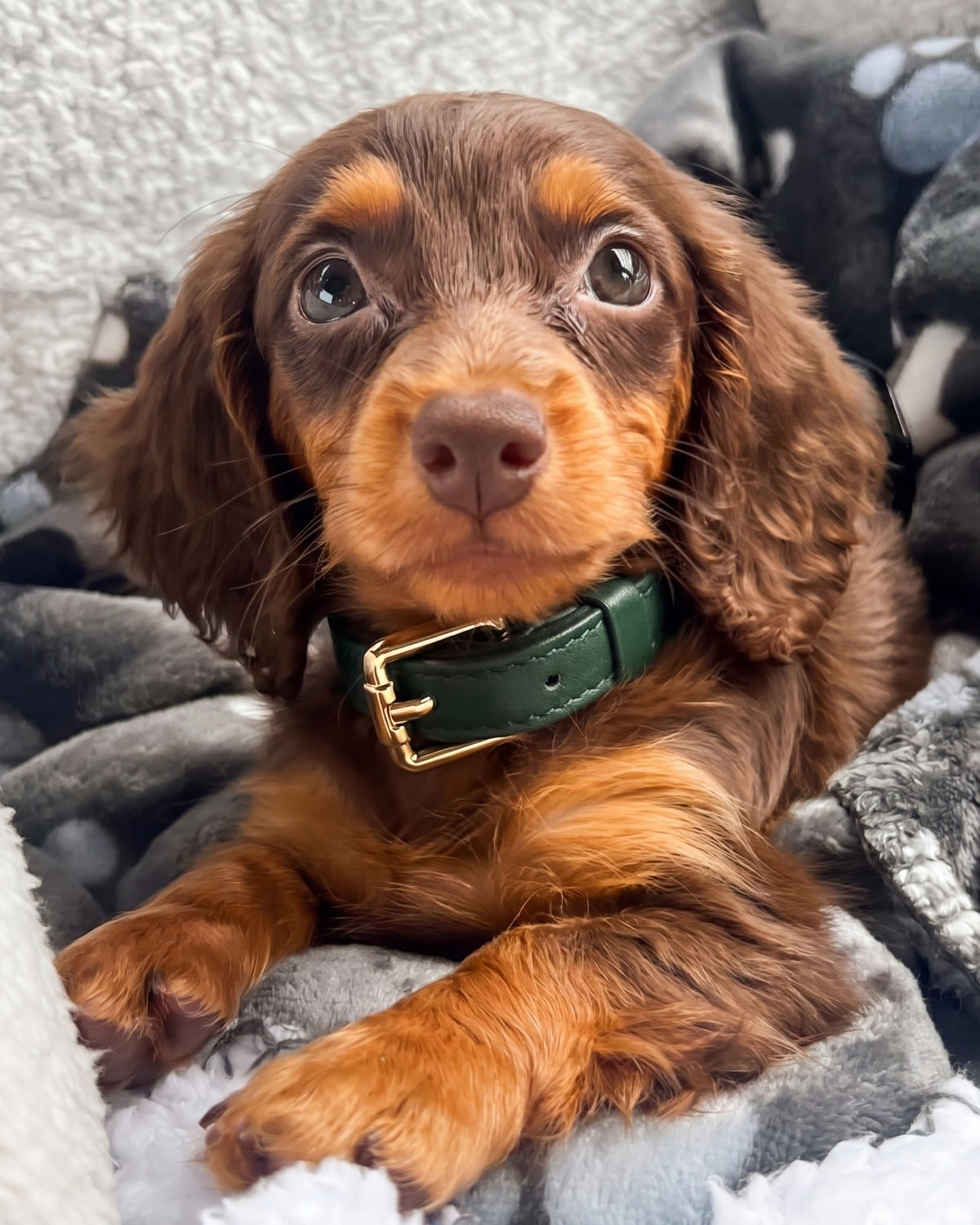 Dachshund puppy wearing a green collar on a soft surface