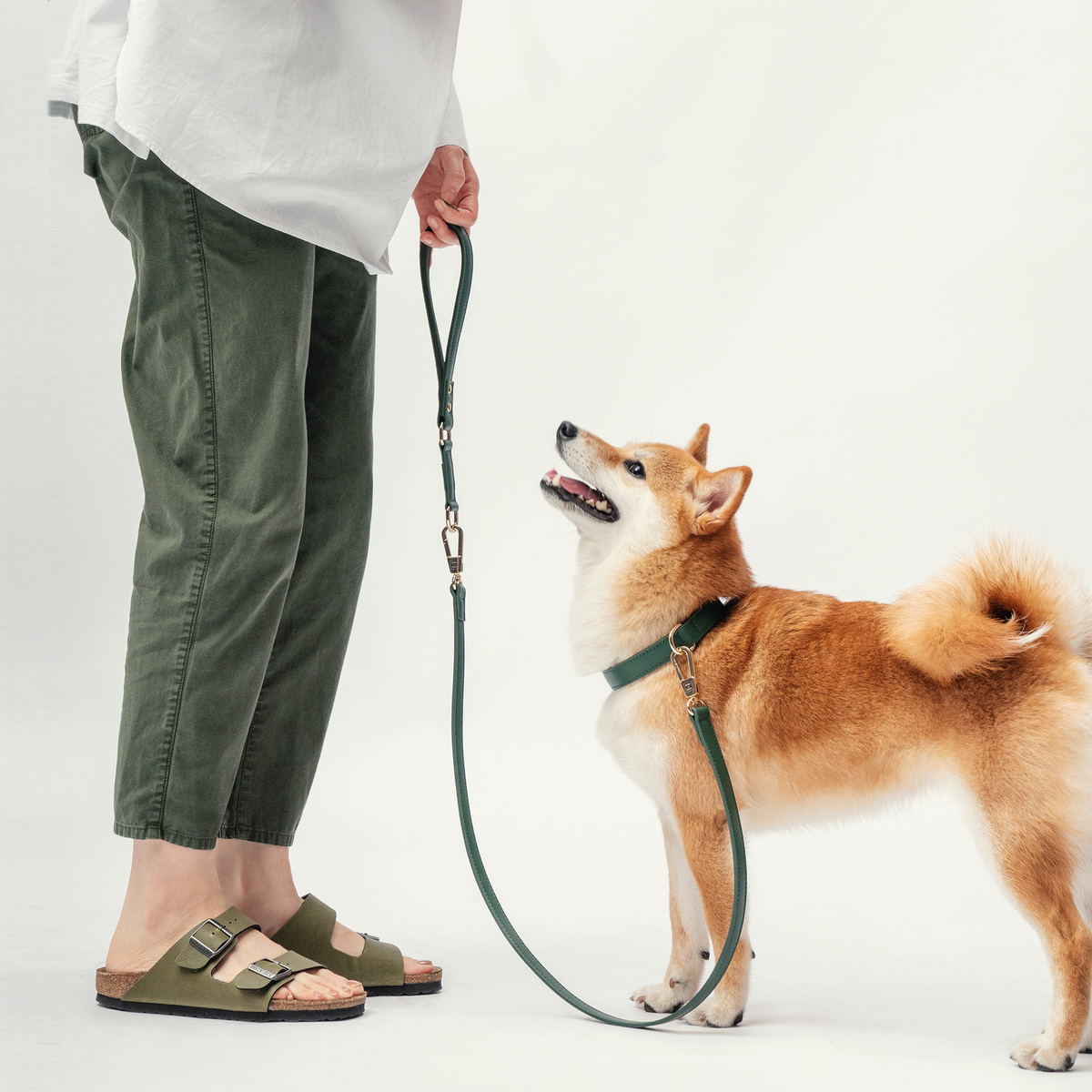 Dog wearing the Forest Green collar with the matching Classic Leash