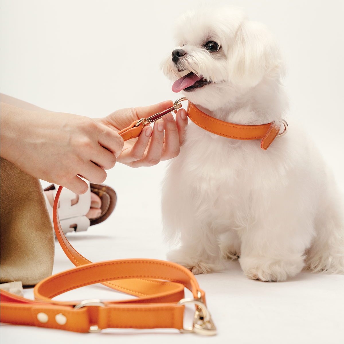 Dog wearing the Tangerine Orange collar with the matching Classic Leash