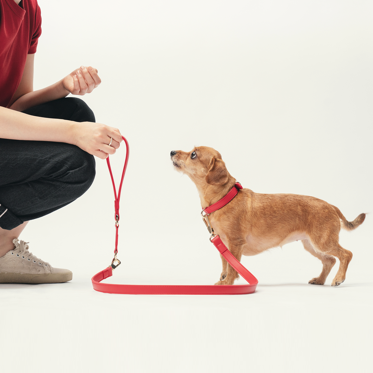 Dog wearing the Flame Red collar with the matching Classic Leash
