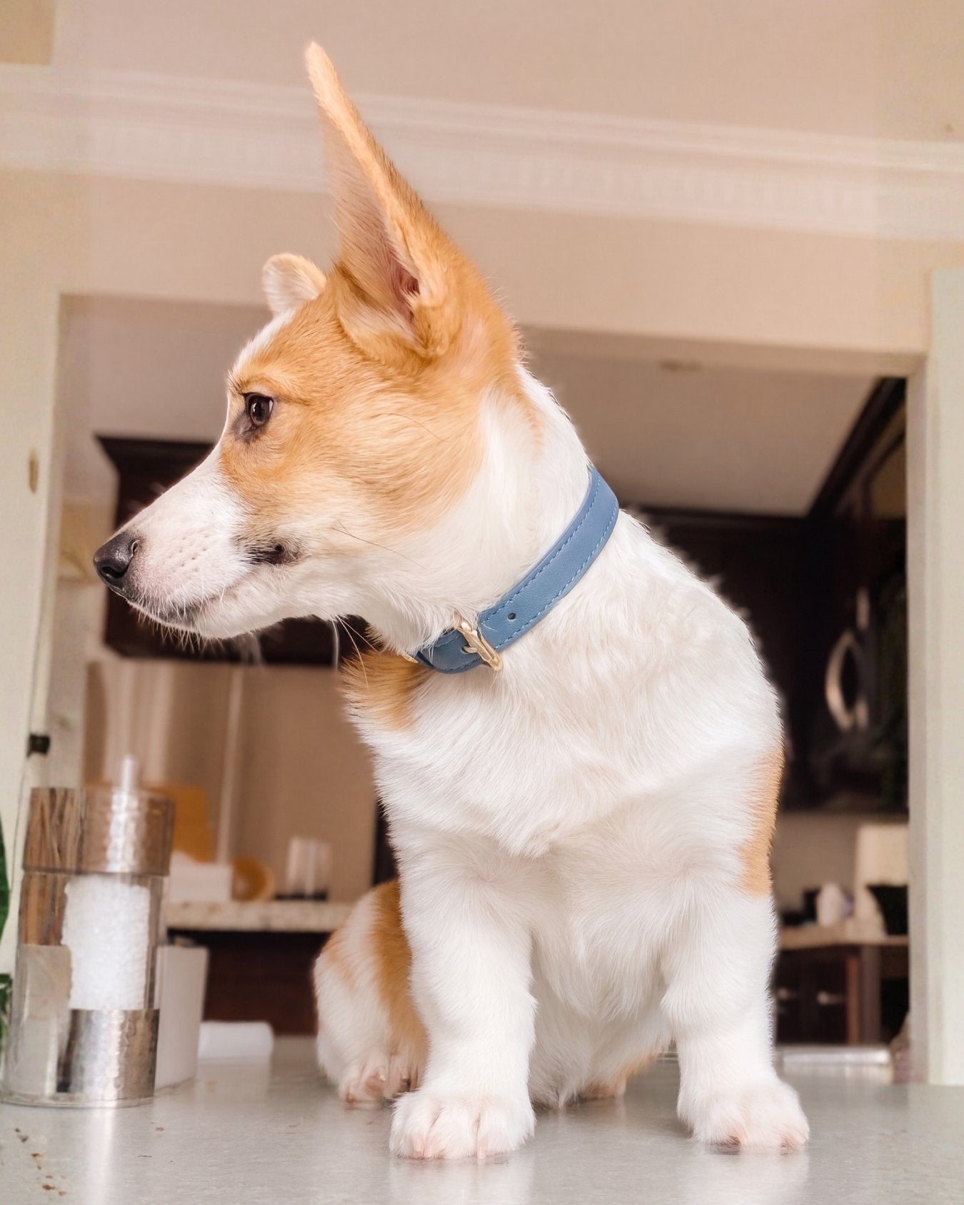 Small dog with a Stone Blue collar standing on a kitchen floor.