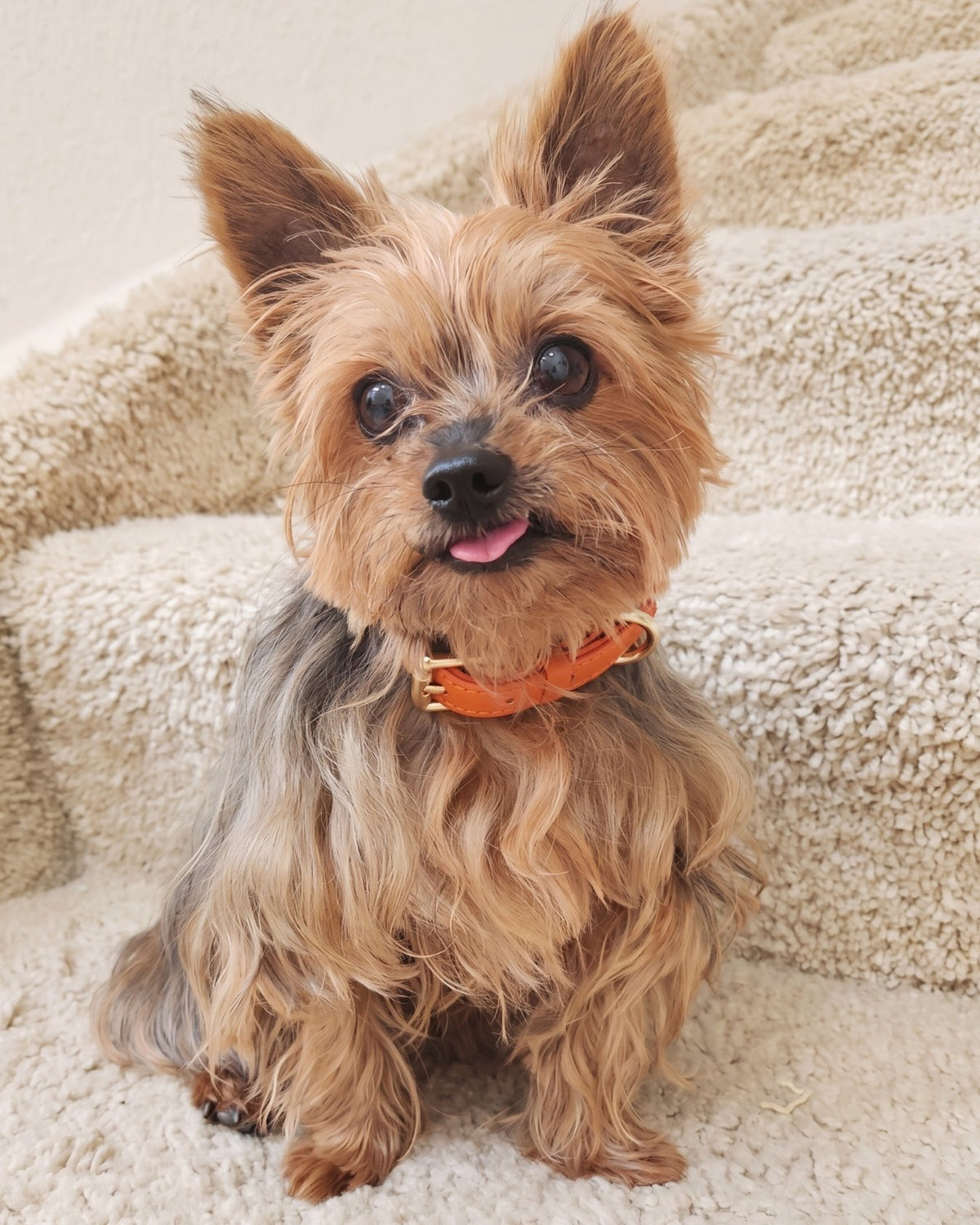 Small dog with a fluffy coat wearing a Tangerine Orange collar sitting on a soft surface