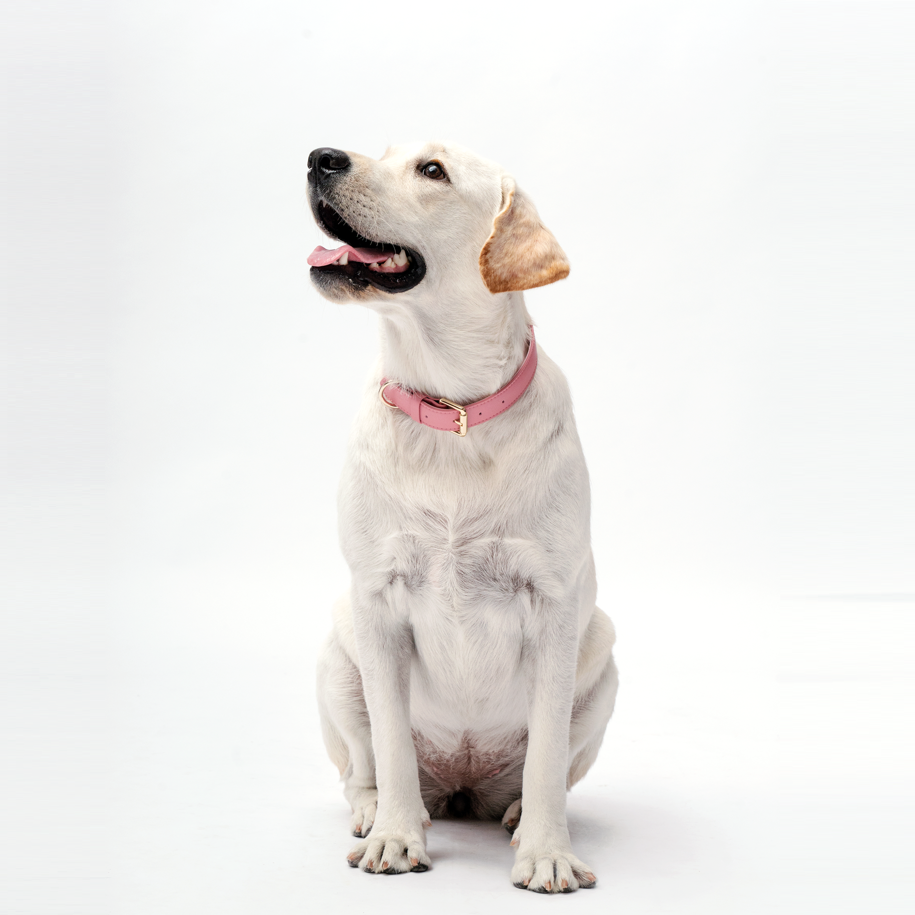 Collar - Baby Pink