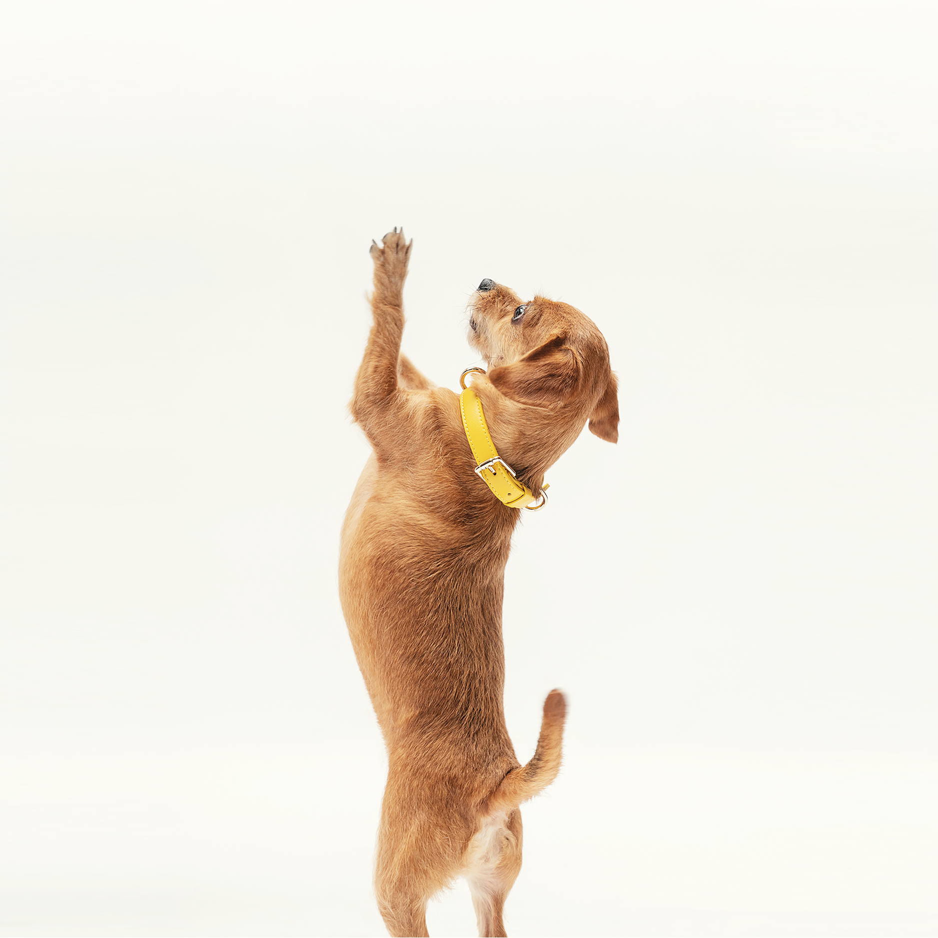 small dog wearing a bumblebee yellow collar standing with the paw up 