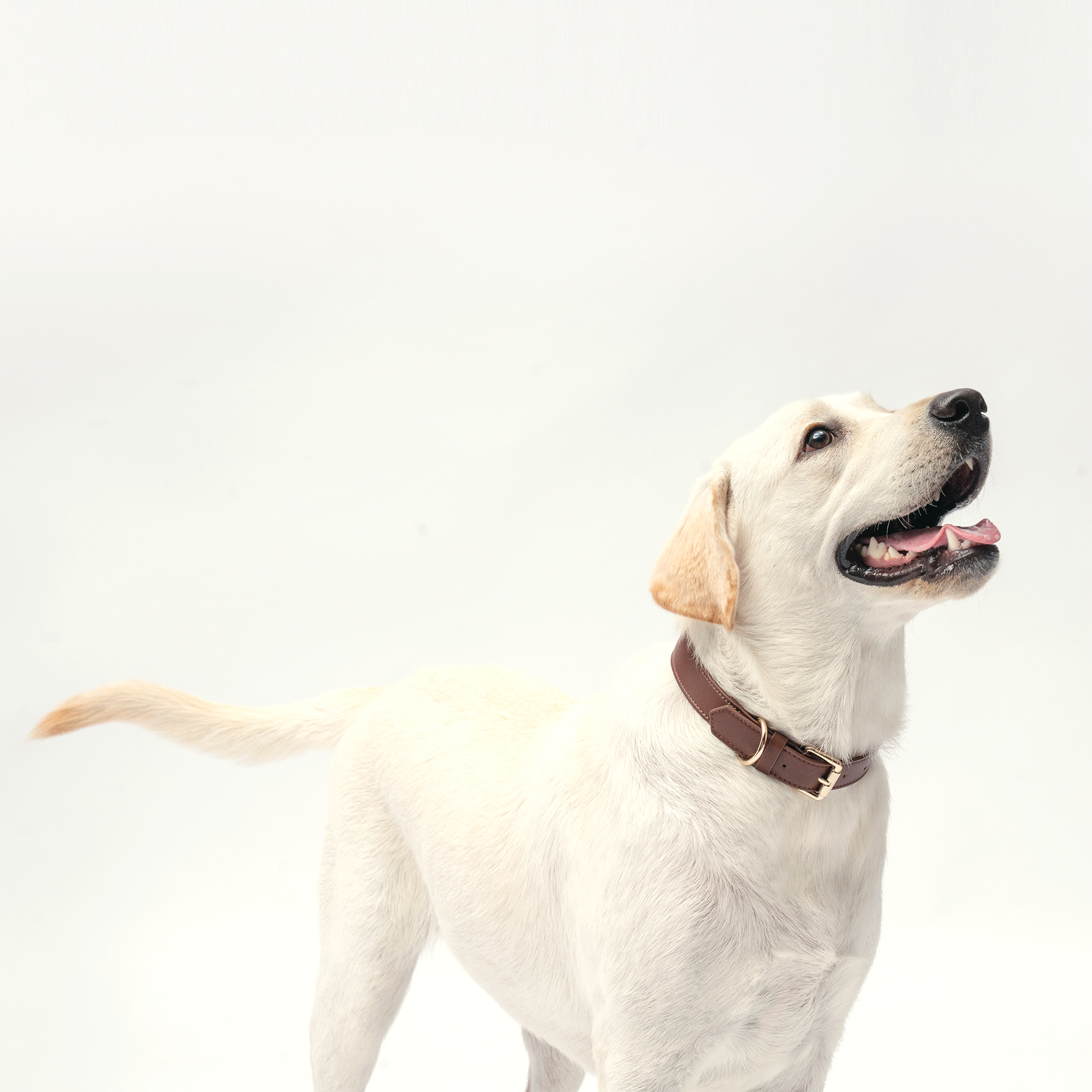 cream color Labrador wearing chocolate brown collar in a white background