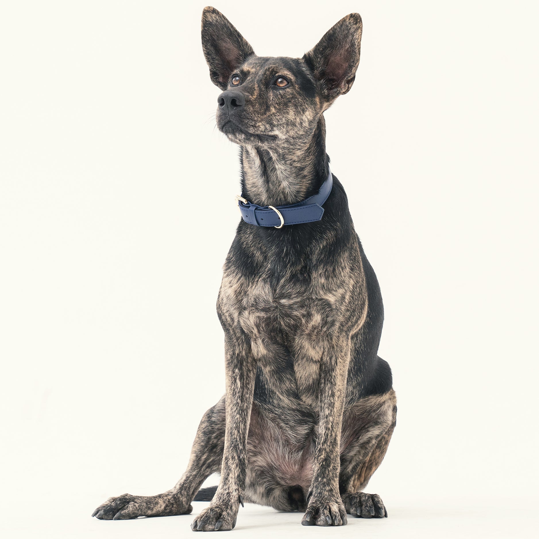 Collar - Midnight Blue