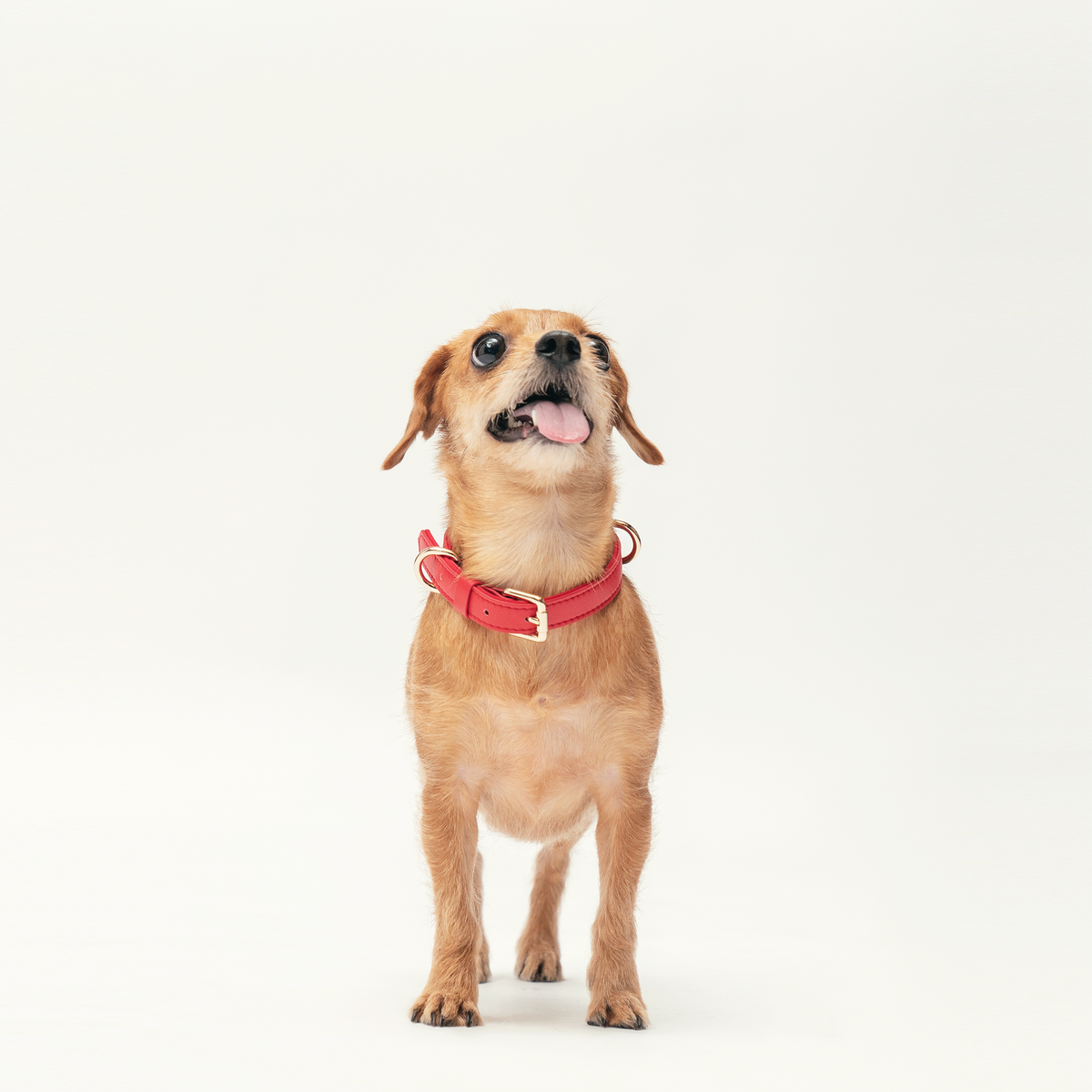 A small brown dog wearing Flame Red collar with a soft white background