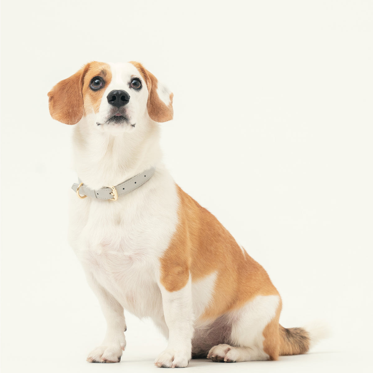 A brown and white dog wearing a Pearl Gray collar 