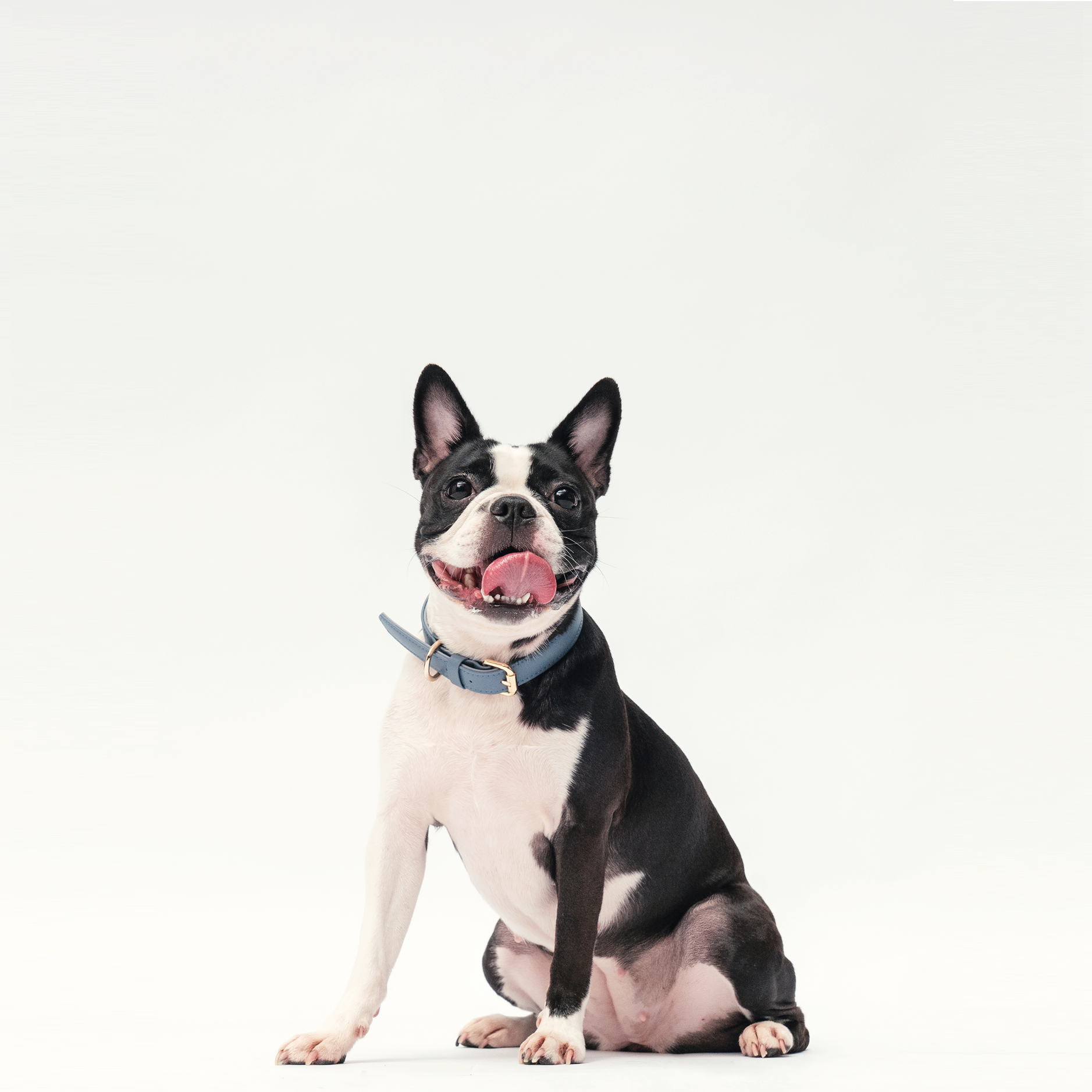 Black and white dog wearing Stone Blue collar in white background