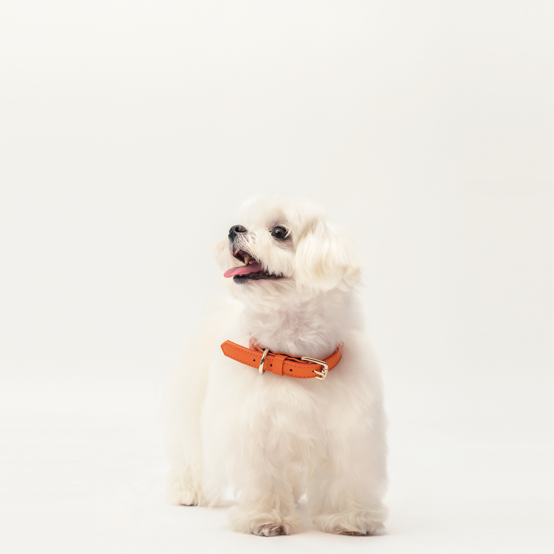 small white dog wearing Tangerine Orange collar in a soft white background